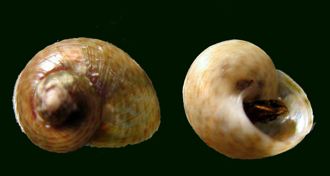 Gibbula drepanensis